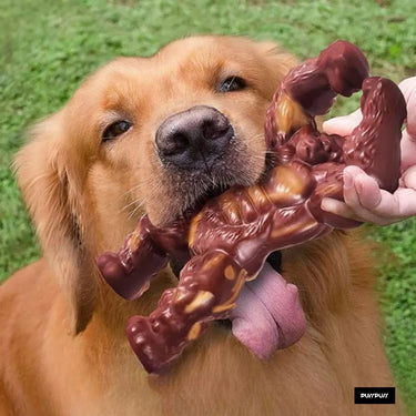 dog with chew toy