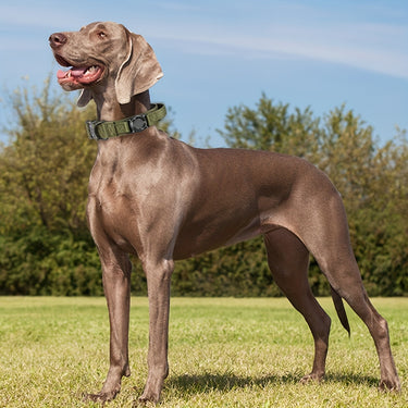Dog Collar with AirTag Holder