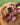 dog with chew toy 